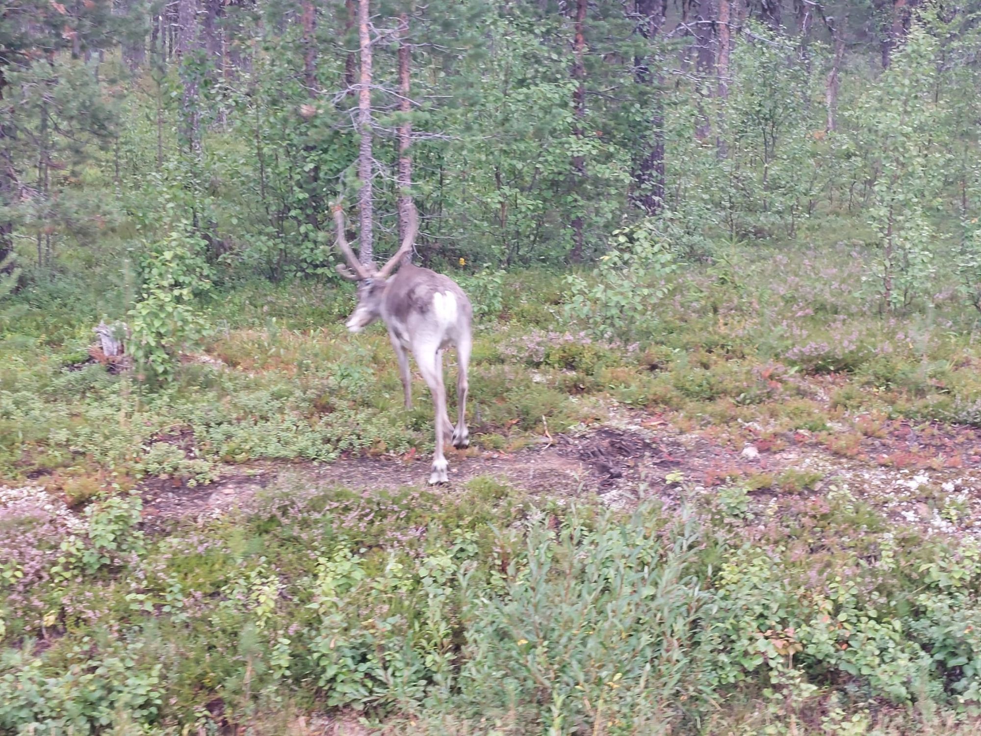 Njut av svenska Lappland med privat bastu – bild 24 av 24