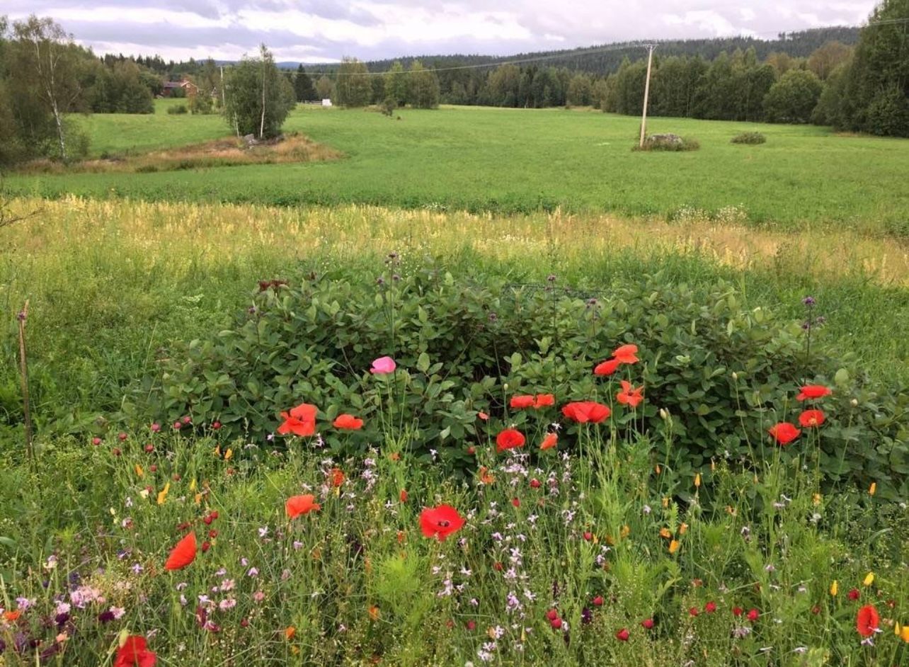 Egen gård i Järvsö | Bastu | 8 min till backen – bild 5 av 24