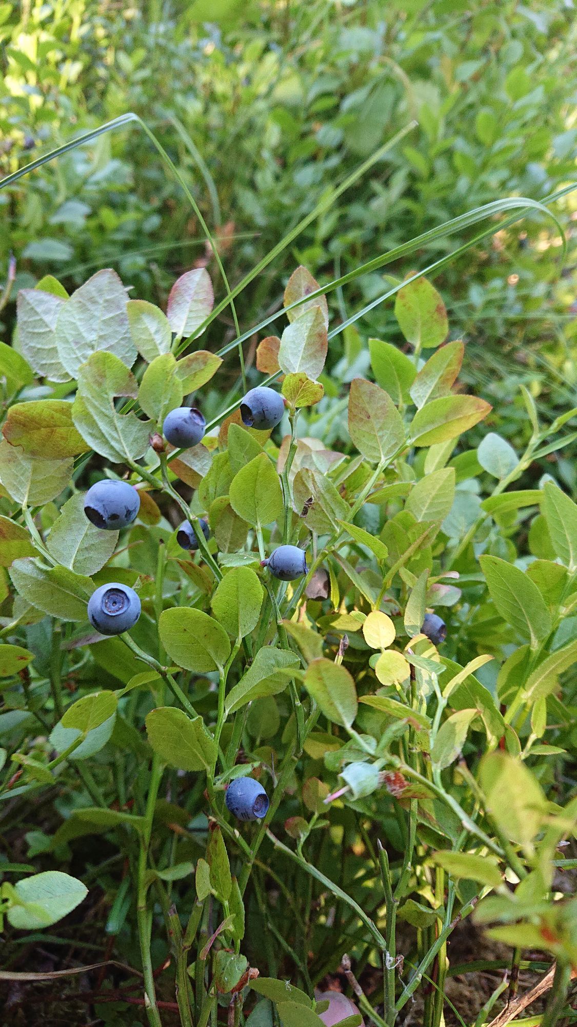 Härlig stuga med sjötomt och ostört läge – bild 11 av 24