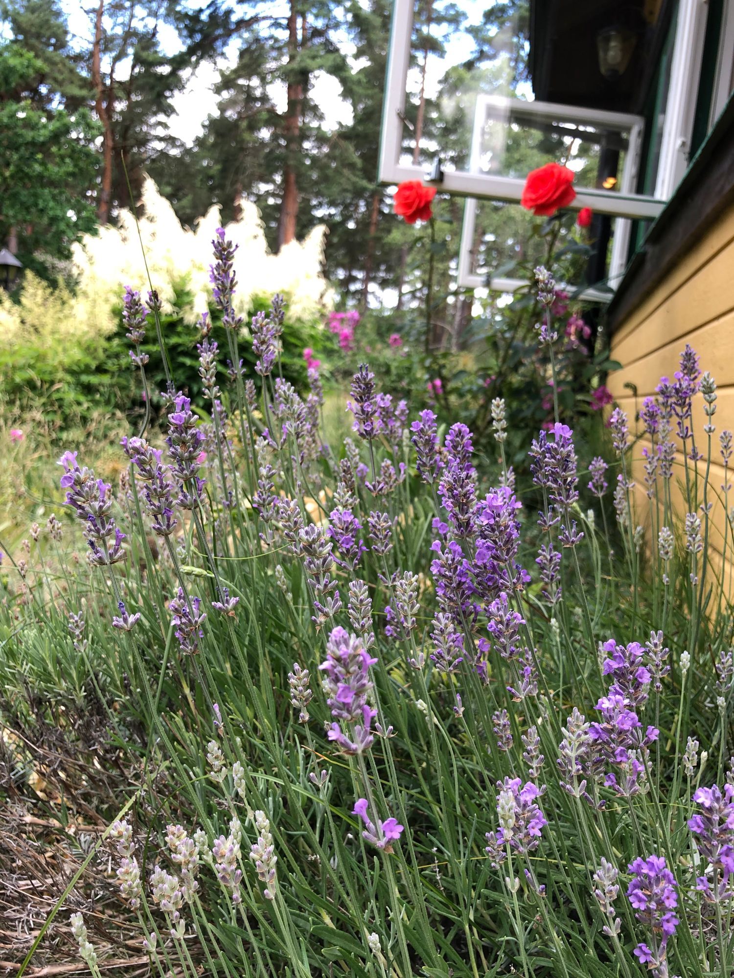 Sommarstuga på stor privat tomt – bild 21 av 21
