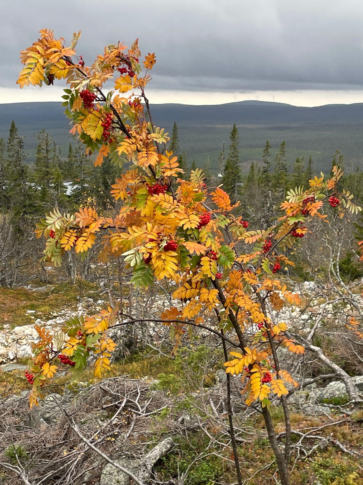 Fjällstuga toppläge, Sångbäcksvallen/Klövsjö – bild 19 av 19