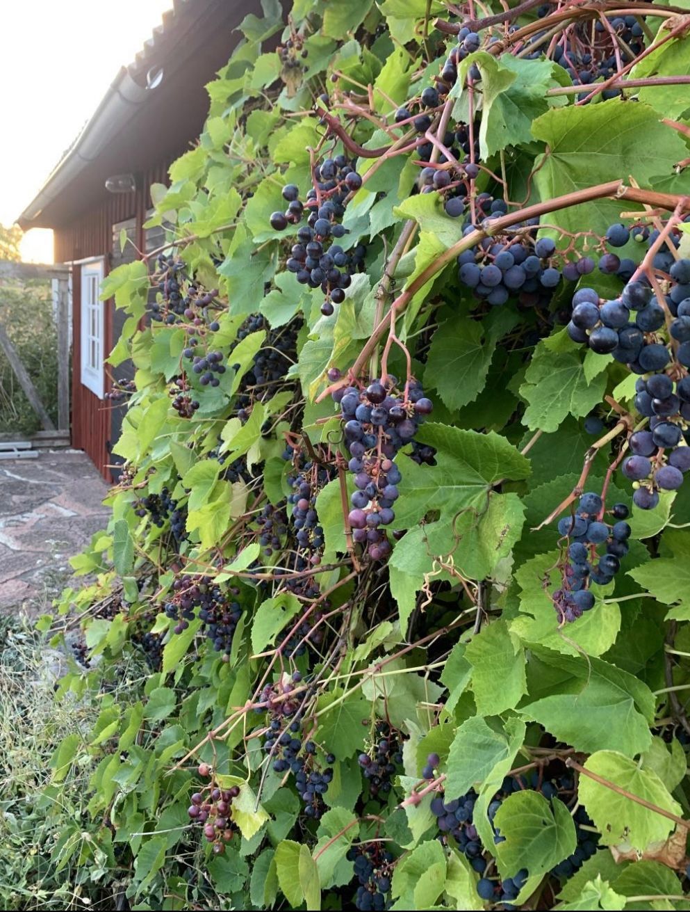 Stuga på gård på Norra Öland – bild 12 av 12