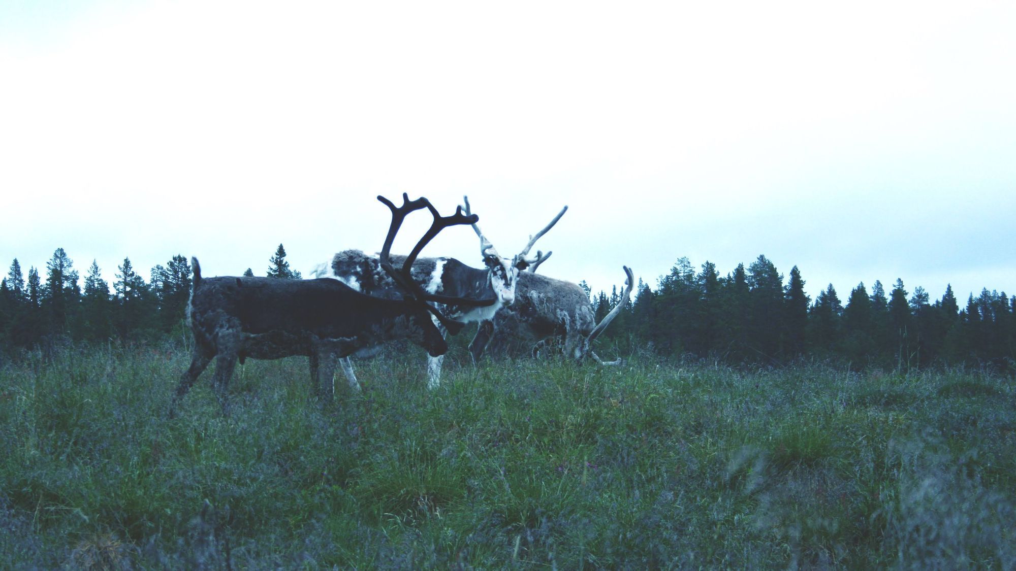 Stuga i Lofsdalsfjällen – bild 13 av 17