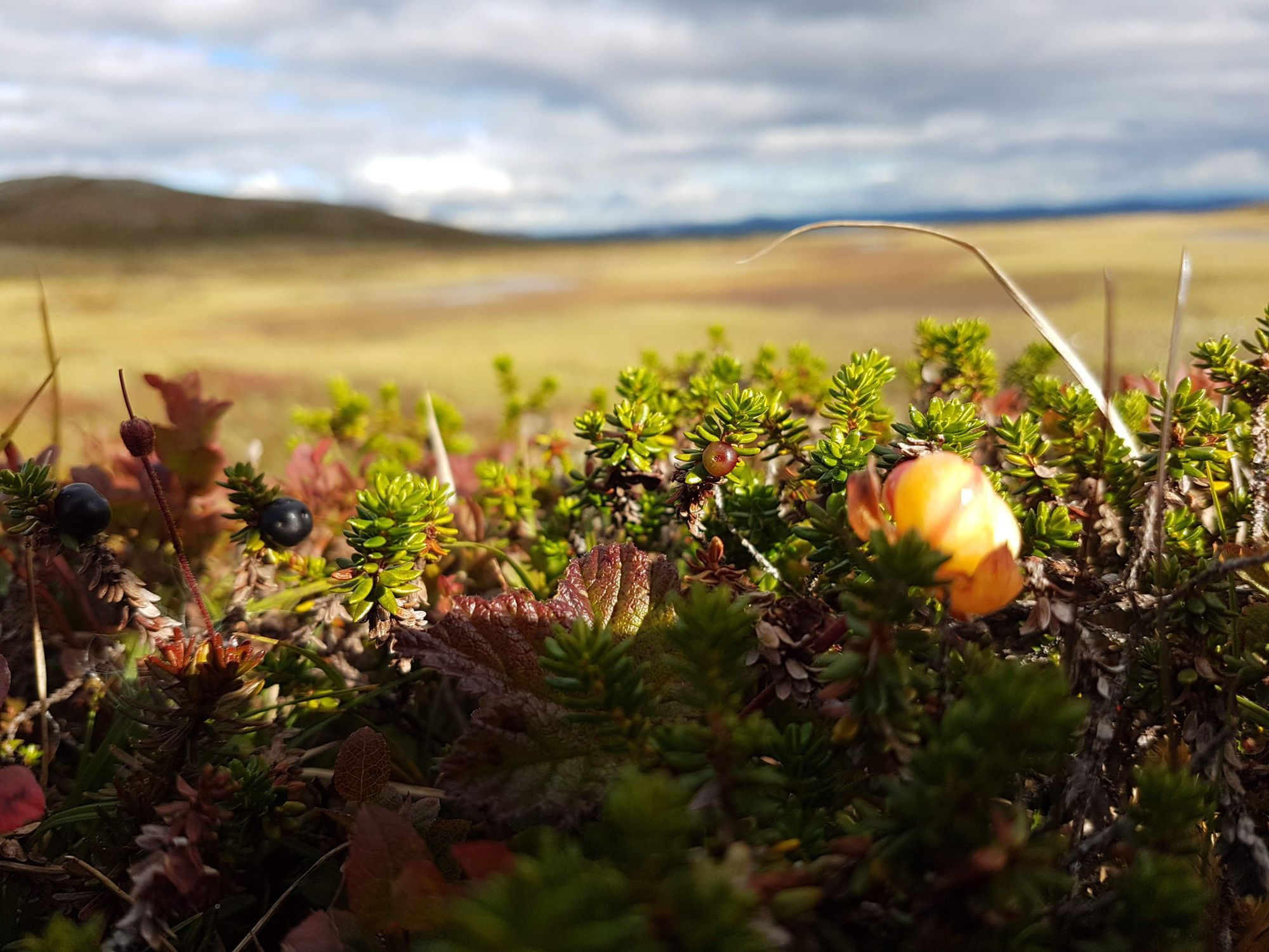 Stuga i Lofsdalsfjällen – bild 14 av 17
