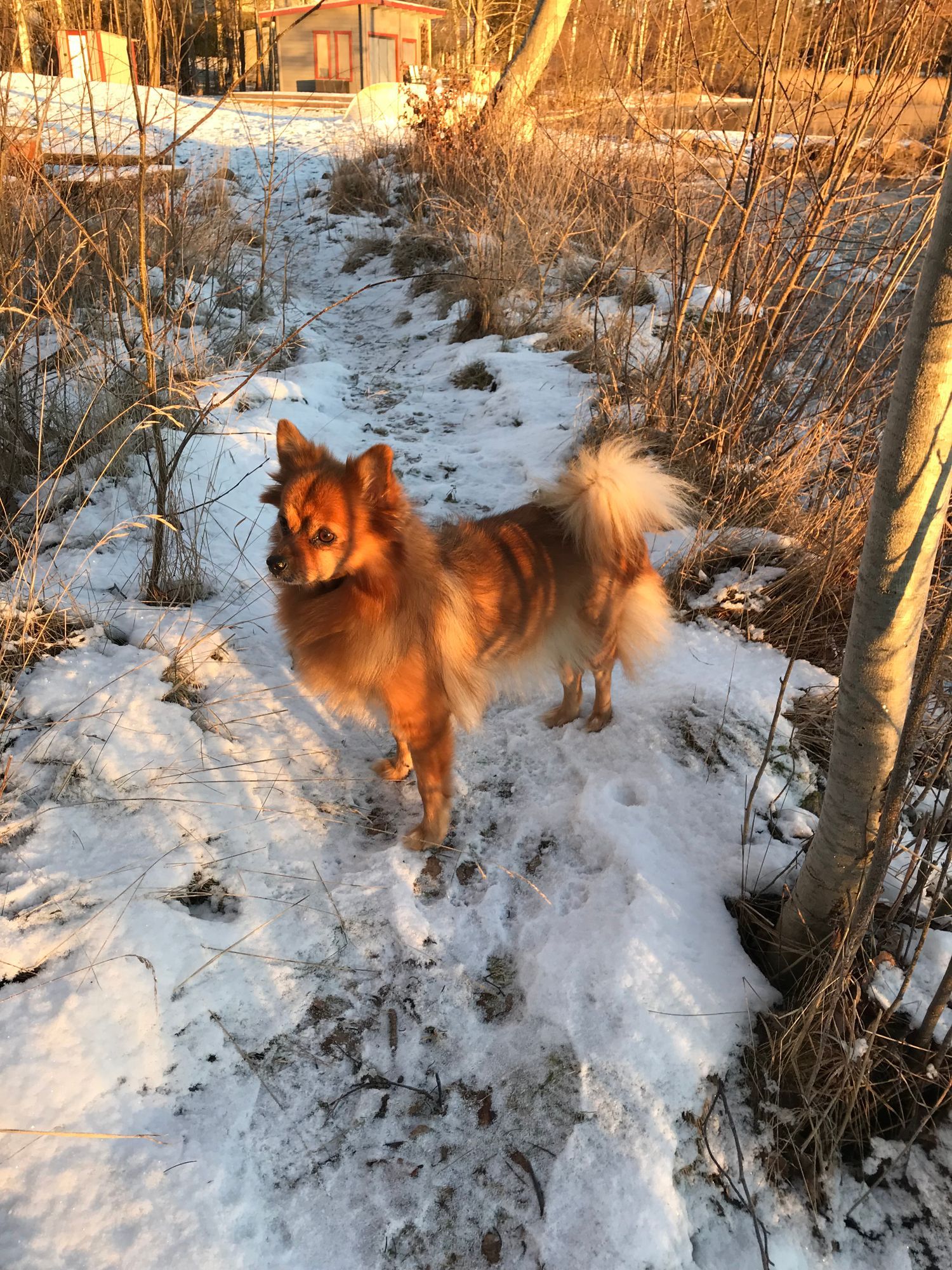 Stuga med bastu/grillplats/Weekend – bild 17 av 24