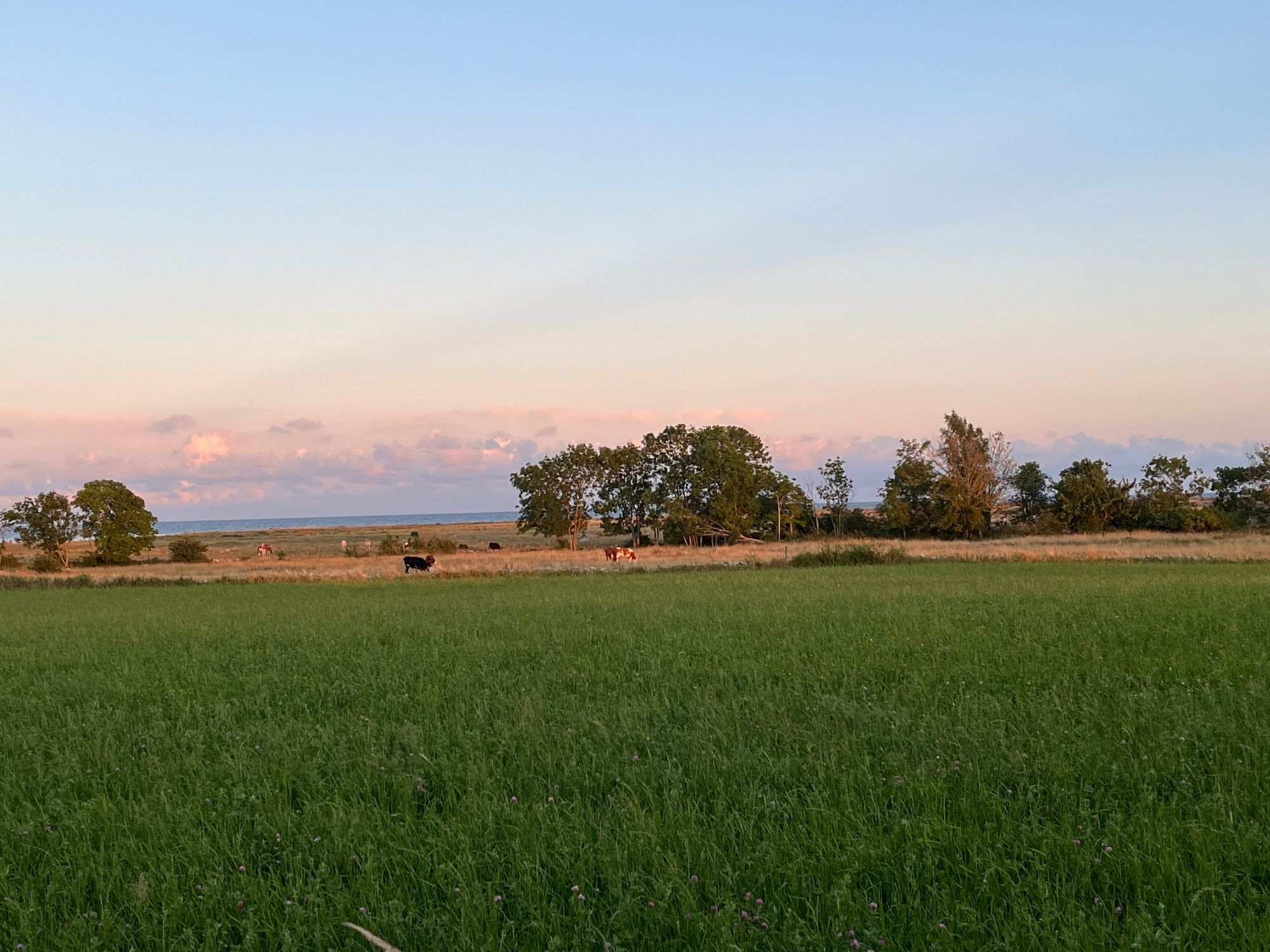 Strandnära ölandsidyll vid havet – bild 21 av 24