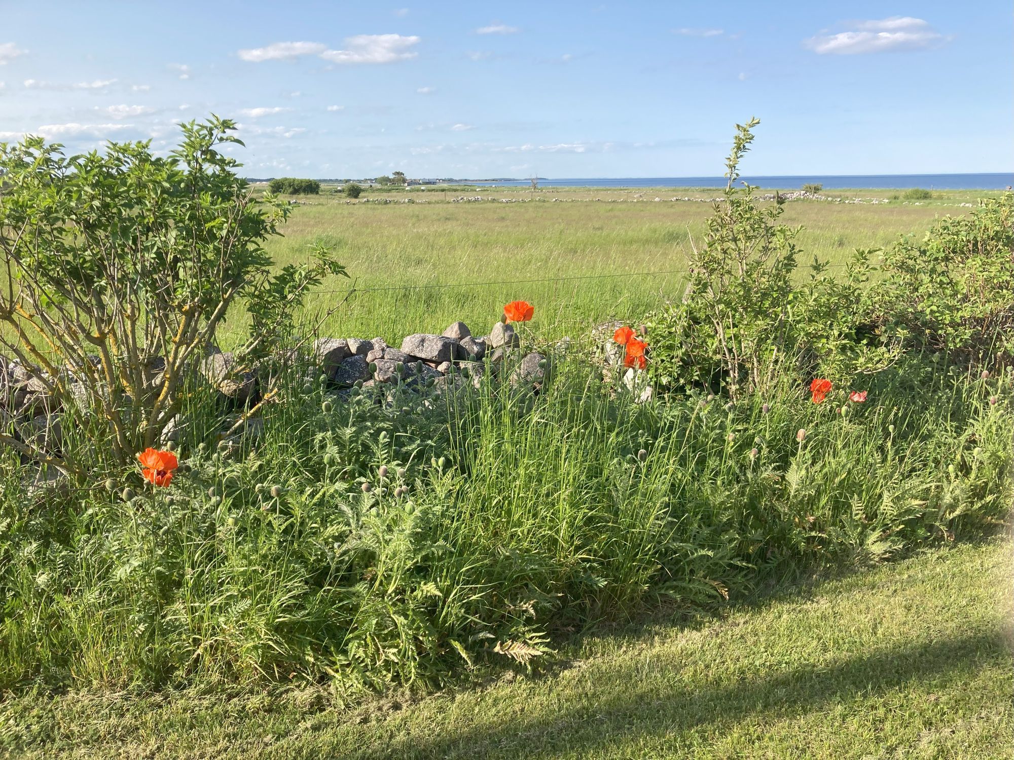 Strandnära ölandsidyll vid havet – bild 20 av 24