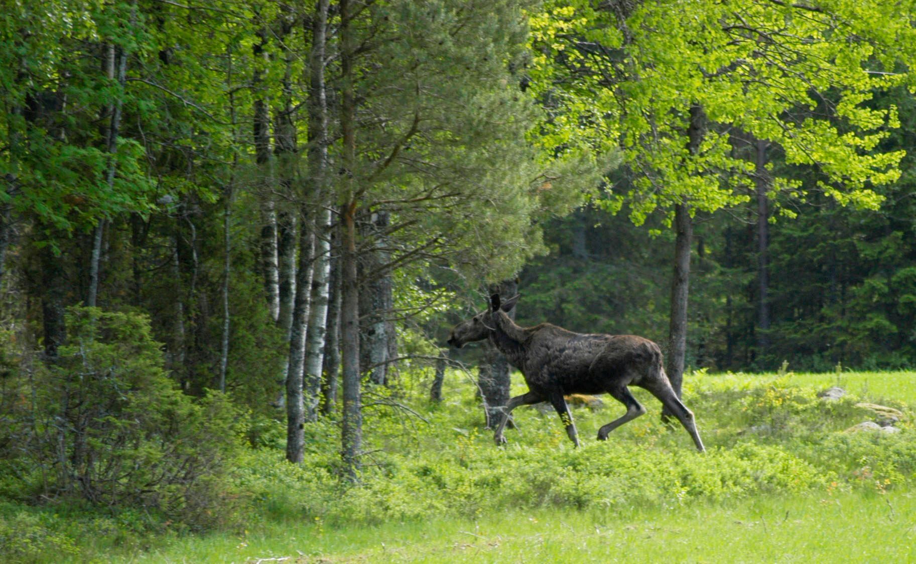 Sommarvilla på landet vid Varekil/Orust | SE09062 – bild 6 av 16