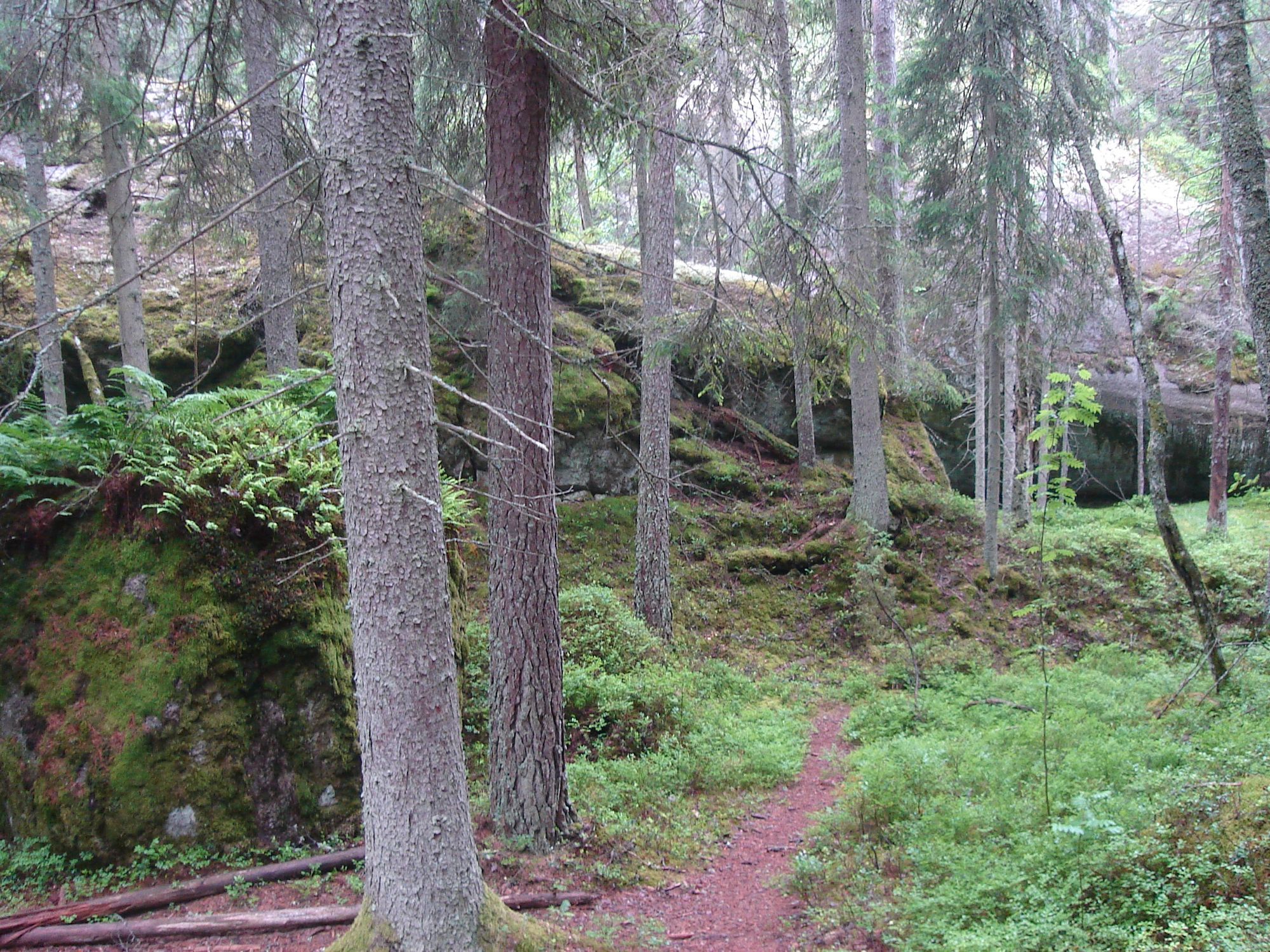 Lilla Rödjorna nära Tivedens National Park – bild 19 av 23