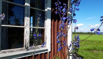 Mysig stuga i allmogestil, Sandnäset nära Luleälv.