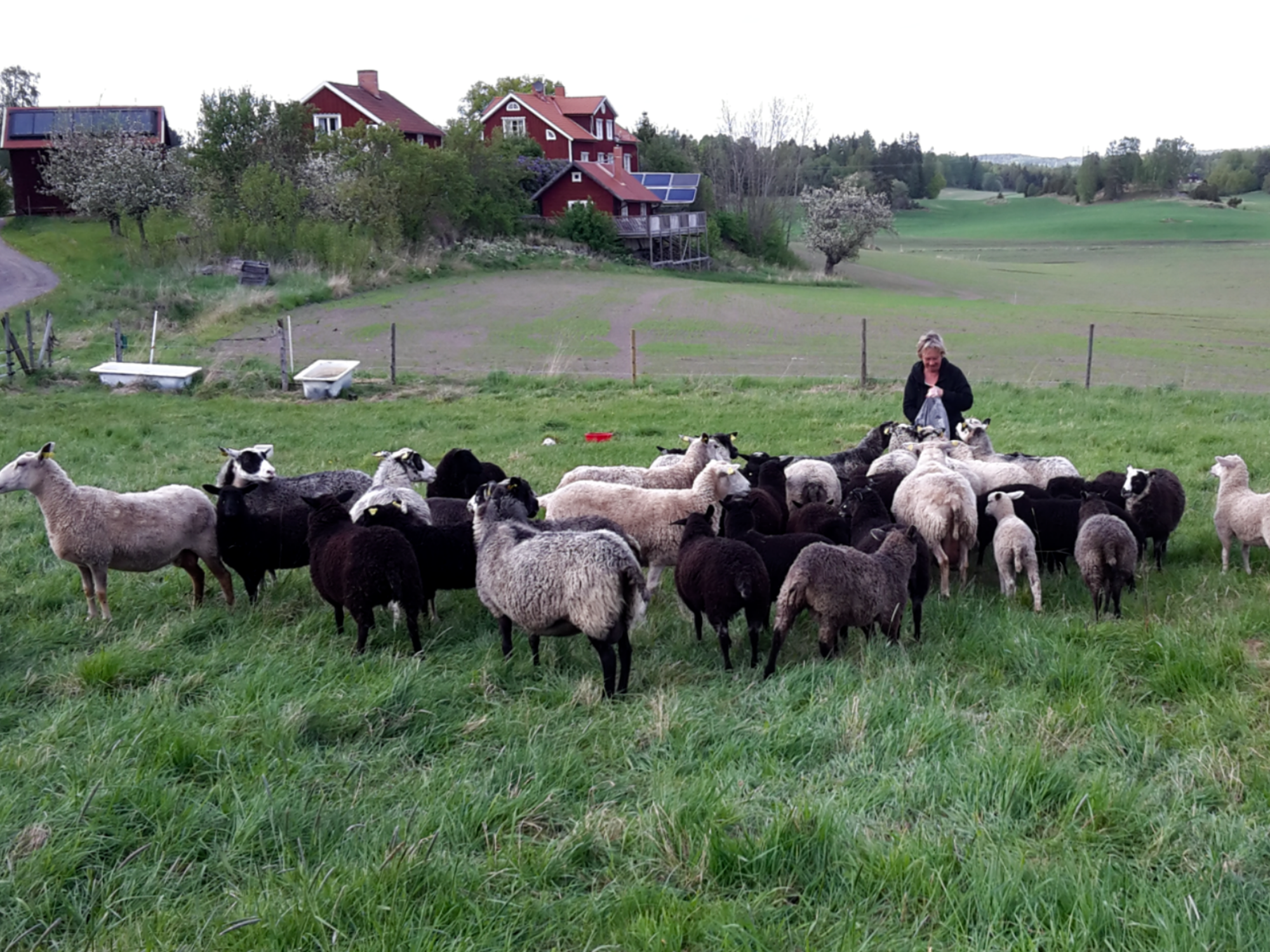 Vår lilla stuga. Hit kan hunden följa med – bild 16 av 22