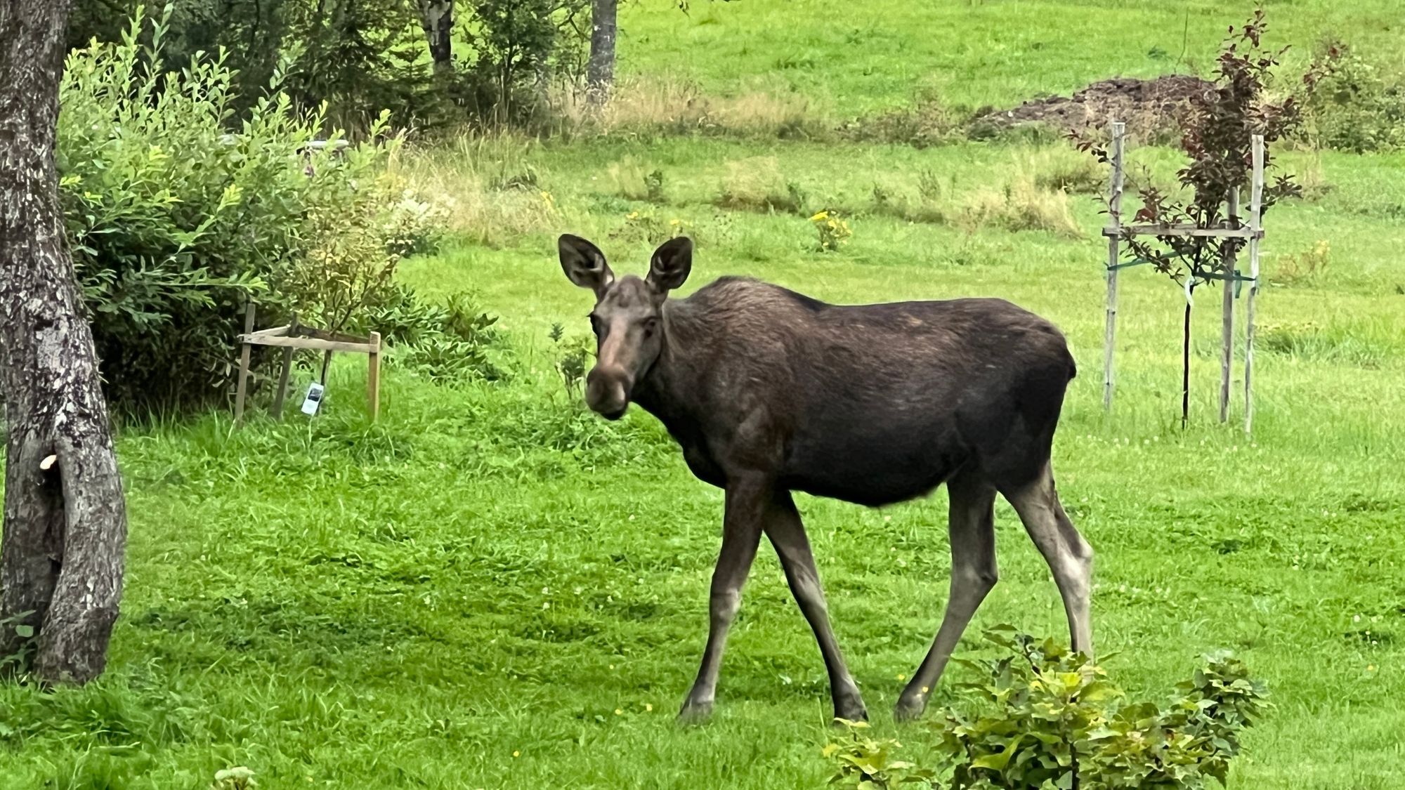 Mysig timmerstuga med kamin i södra Värmland – bild 21 av 24