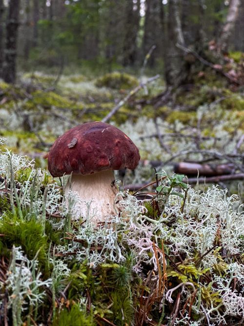 Stuga 3 – bild 18 av 18
