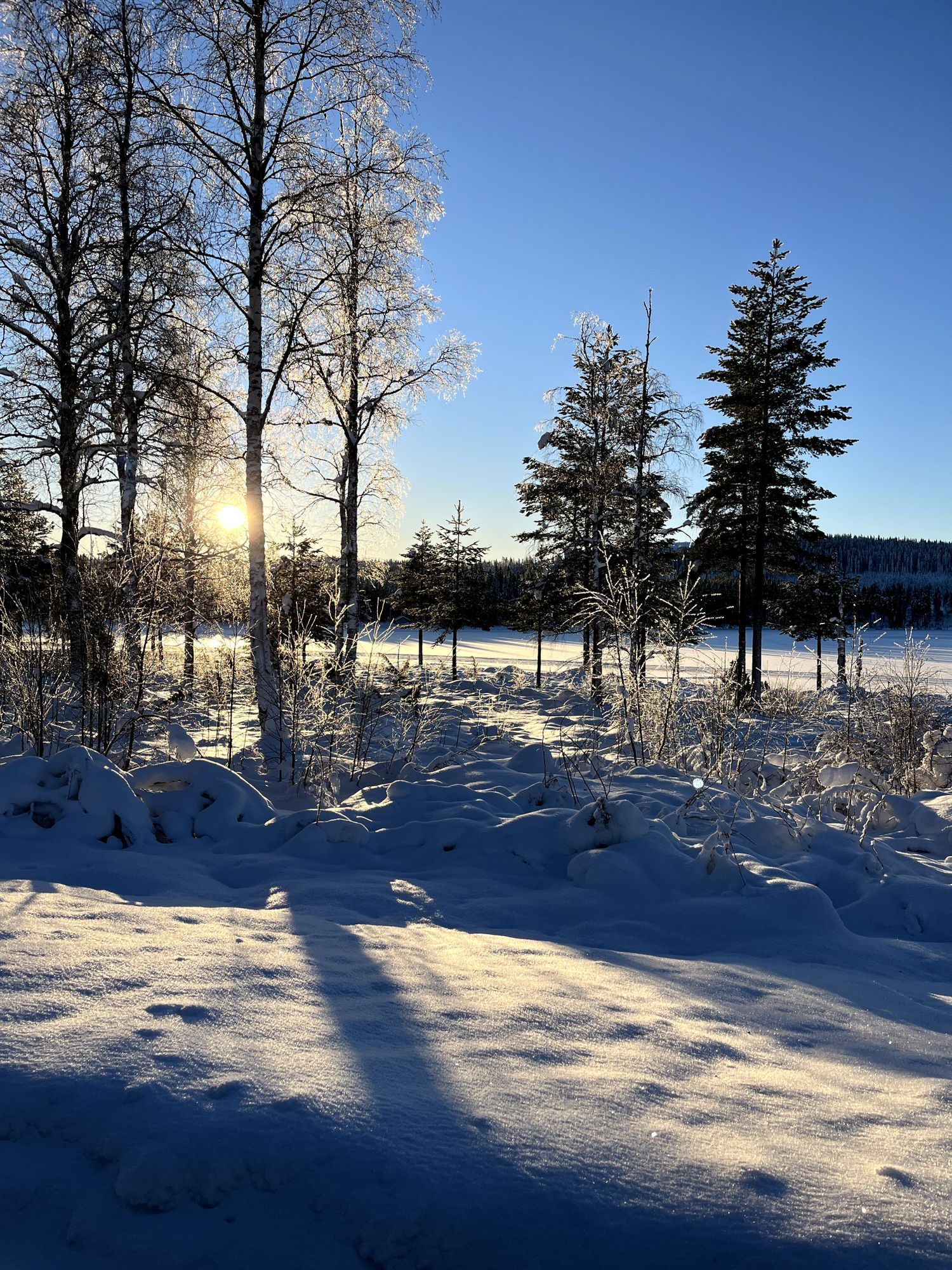 Harsa – bild 20 av 24