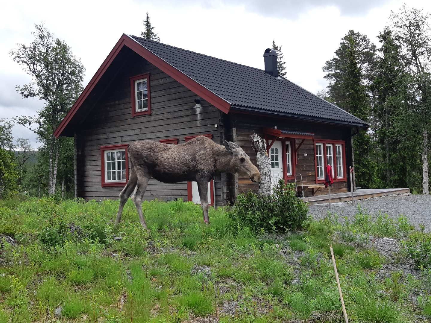 Bo nytt och fräscht i genuina Grövelsjöfjällen! – bild 2 av 24