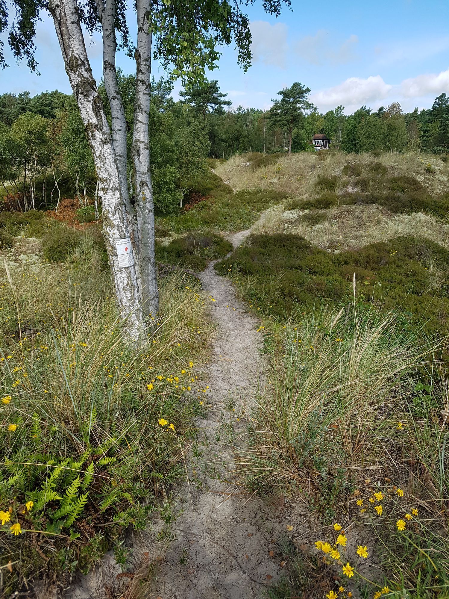 Österlen: Sommarhus vid Sandhammarens strand – bild 12 av 14