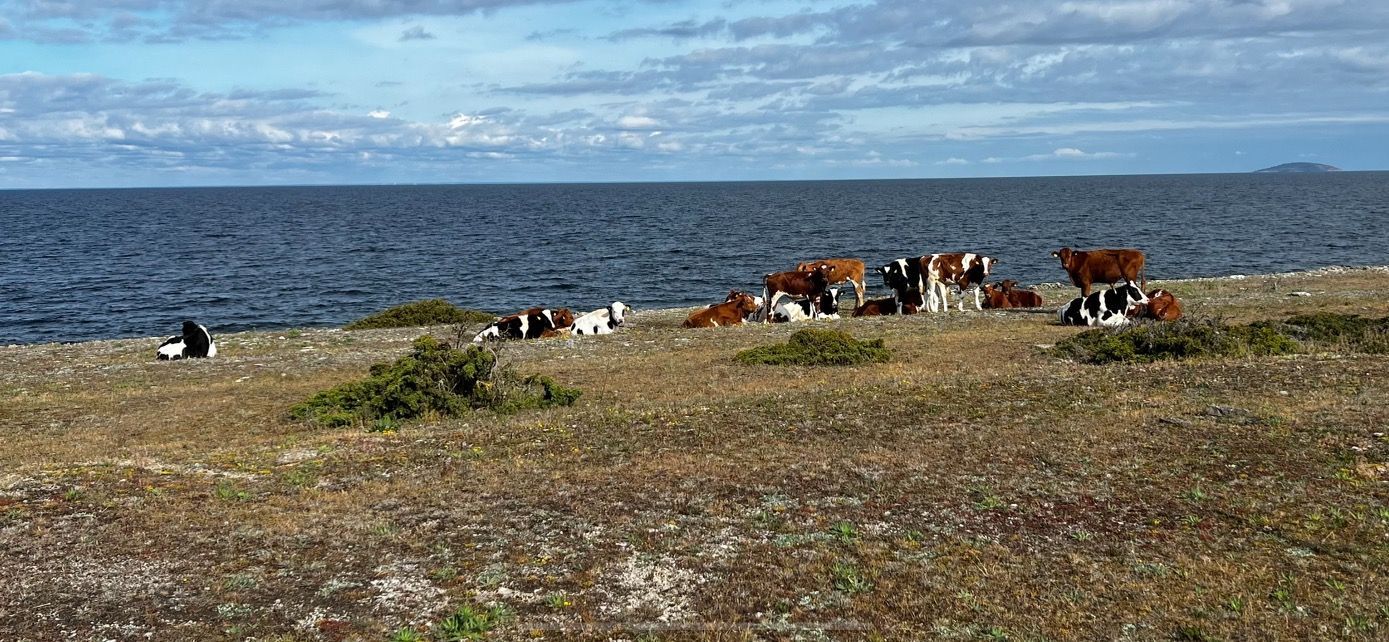 Bo vid havet på Norra Öland i sommar – bild 10 av 12