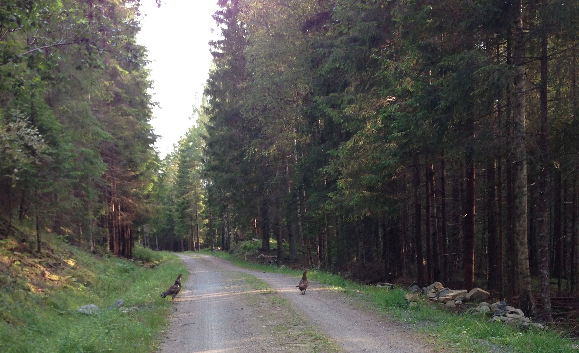 Hemtrevligt hus mitt i skogen nära egen sjö – bild 20 av 20