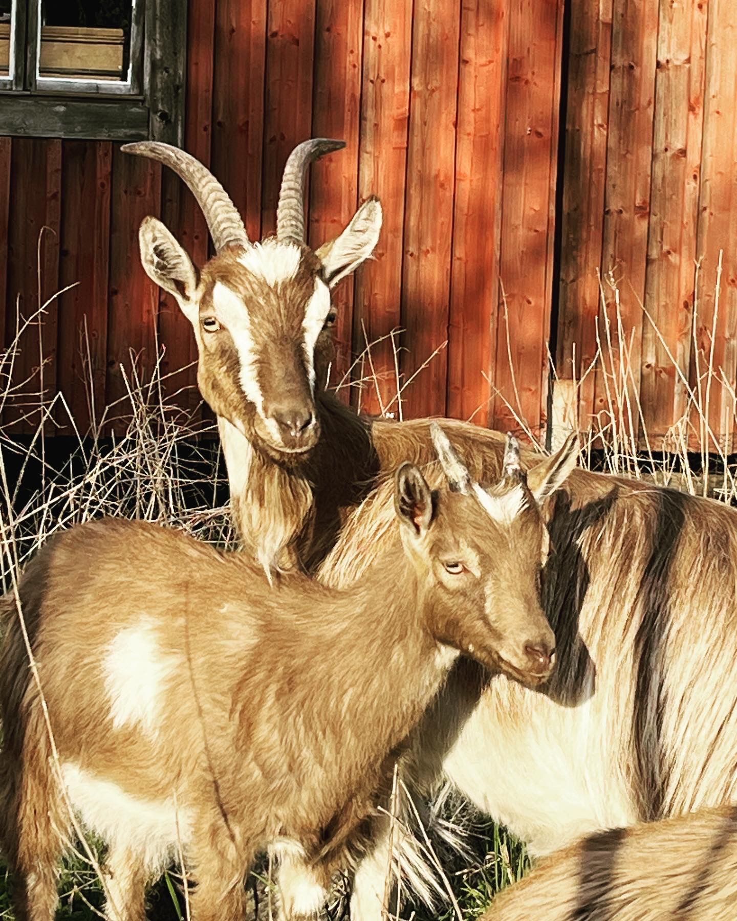 Stuga/övernattning/boende på lantgård – bild 13 av 13