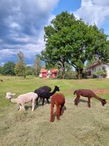 Bo på liten lantgård med alpackor, höns, kalkoner