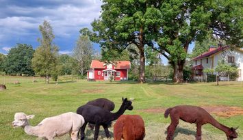 Bo på liten lantgård med alpackor, höns, kalkoner