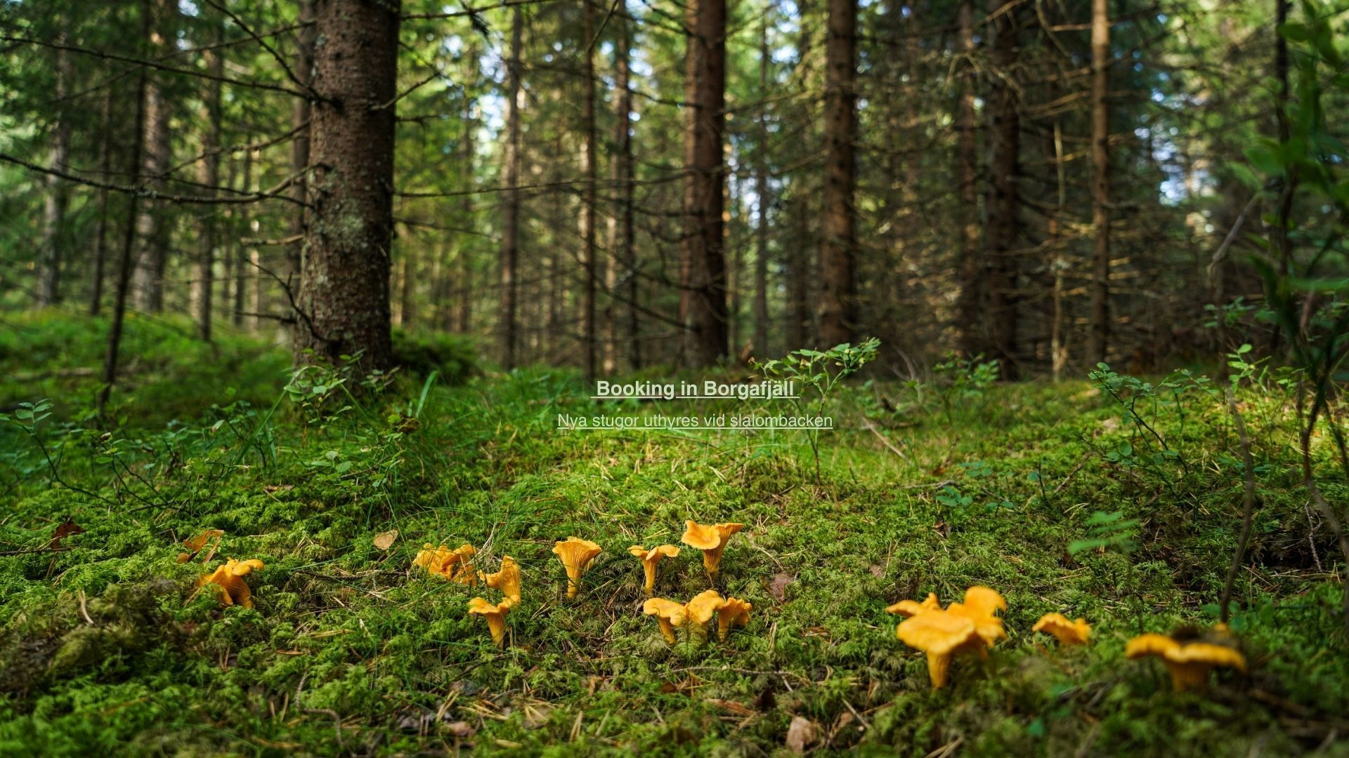Booking in Borgafjäll - Stugor uthyres vid backen – bild 2 av 24