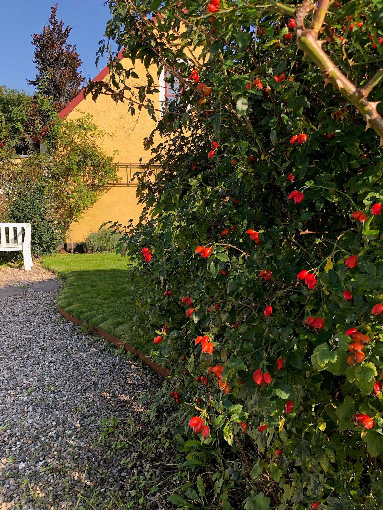 Charmigt boende i Ystad – bild 22 av 24