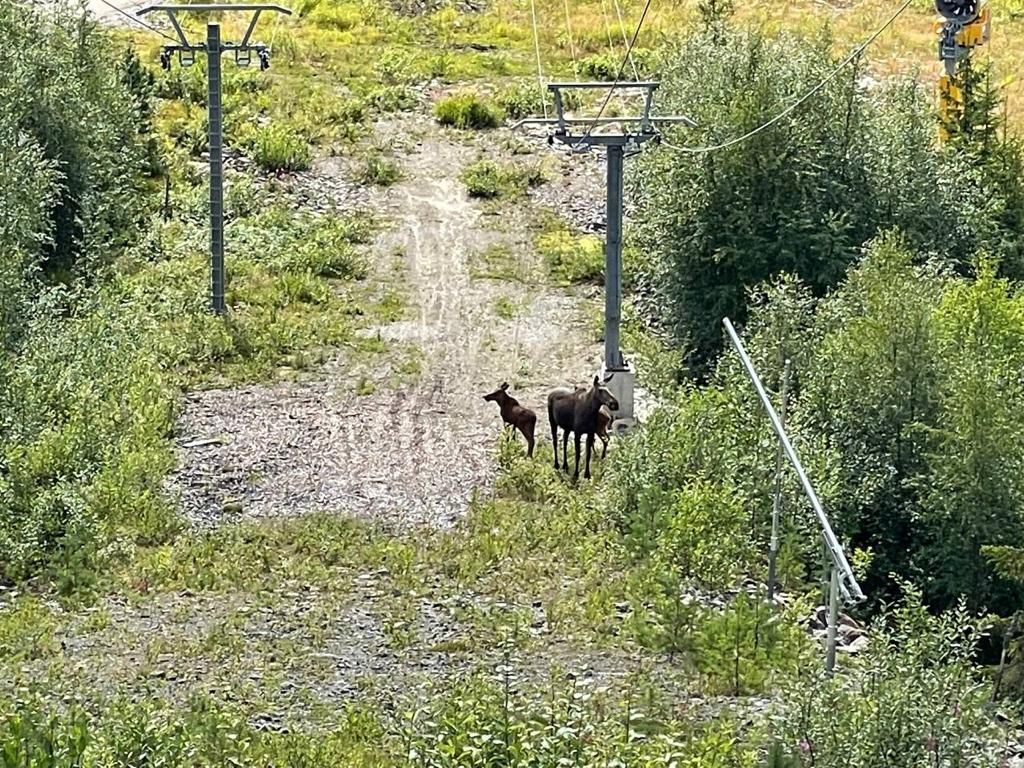 Mysigt boende med utsikt mot Branäsberget – bild 19 av 23