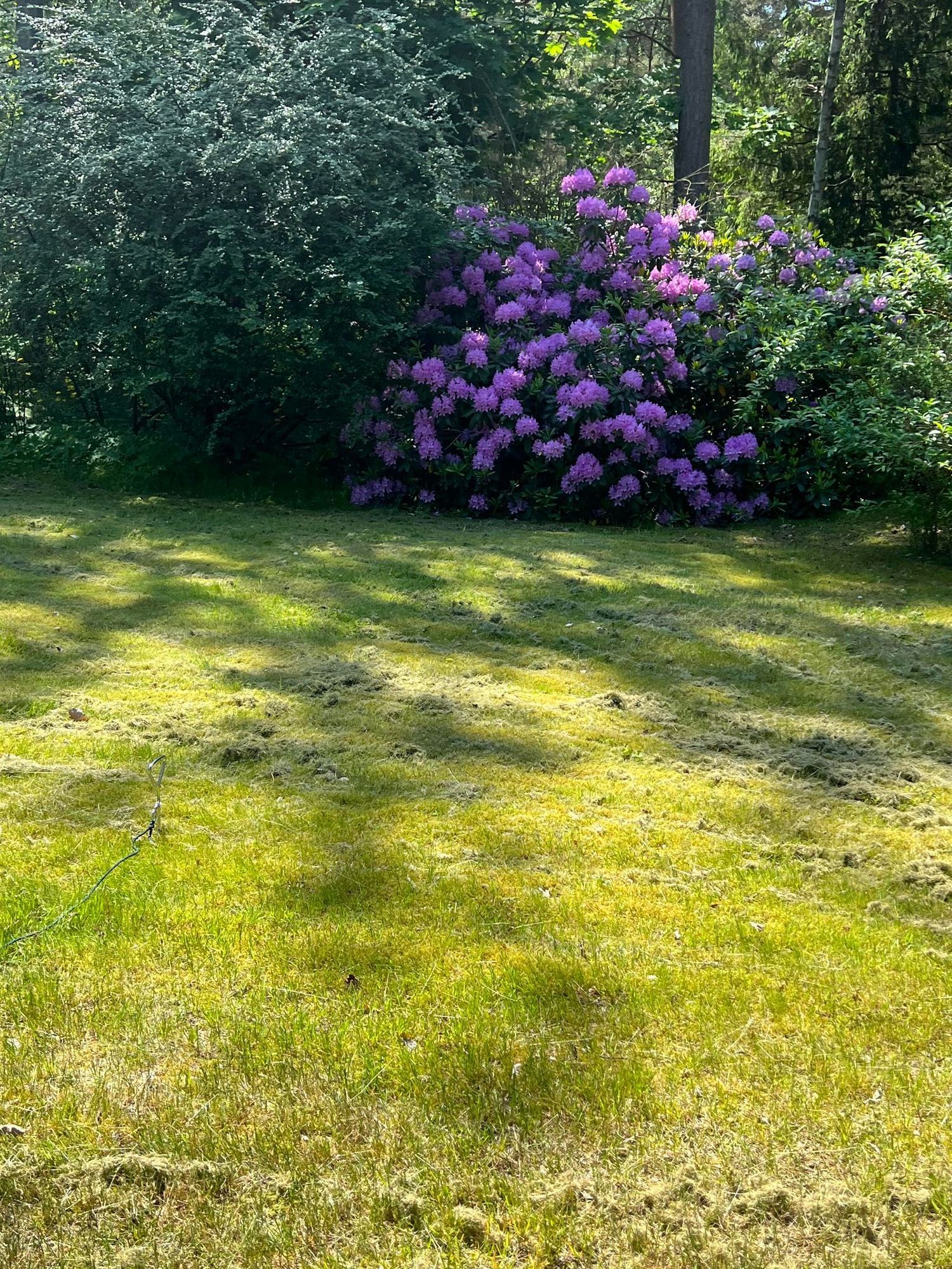 Ystad Sandskogen – bild 14 av 19