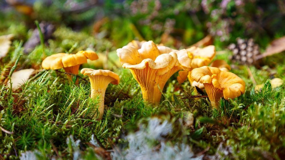 Mysig stuga i naturidyll – bild 11 av 17