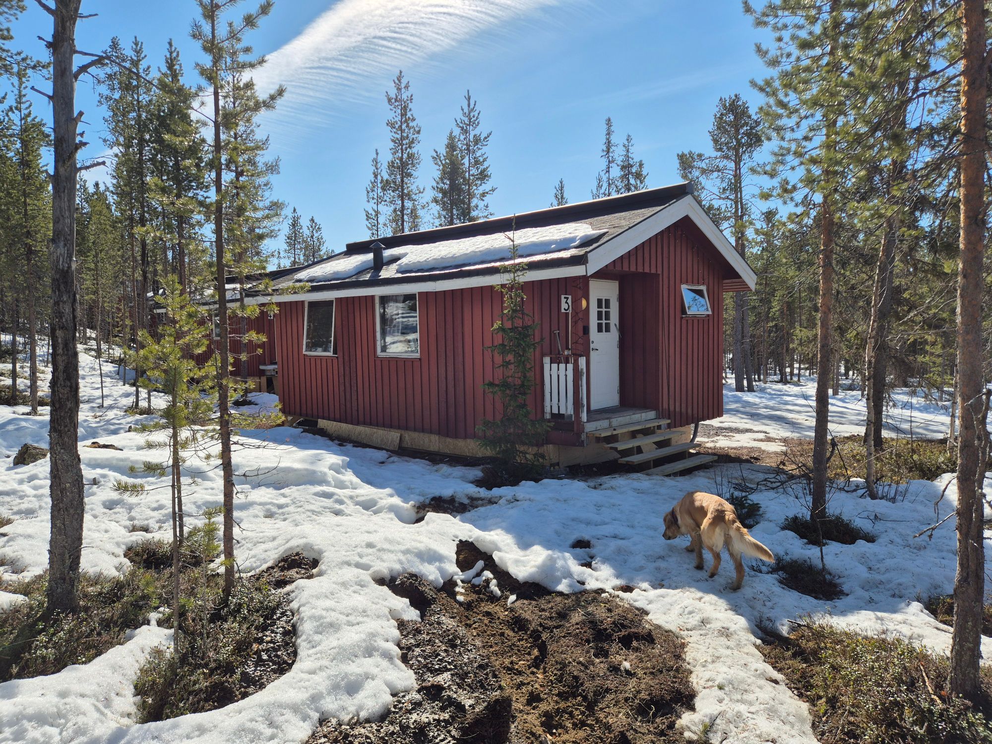 Forest cabin