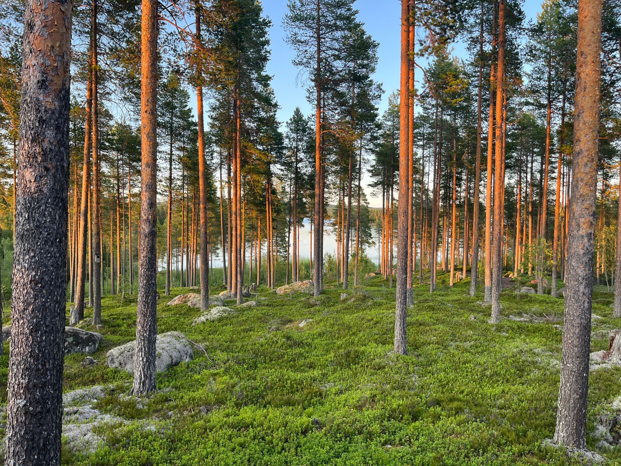 Rejäl off‑grid timmerstuga vackert belägen vid sjö – bild 2 av 23