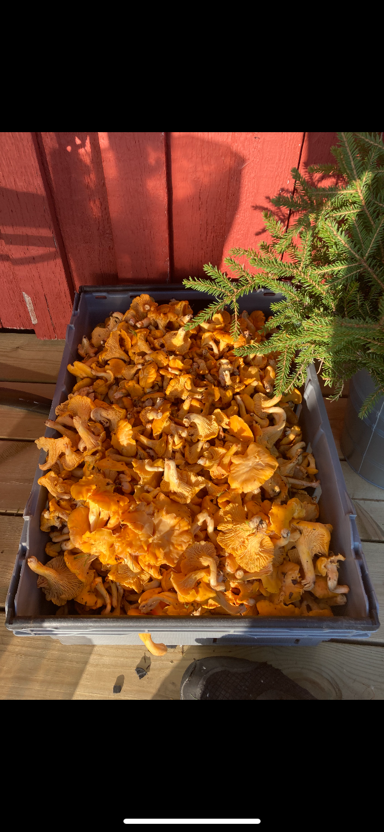 Bränna Frostviken – bild 20 av 24