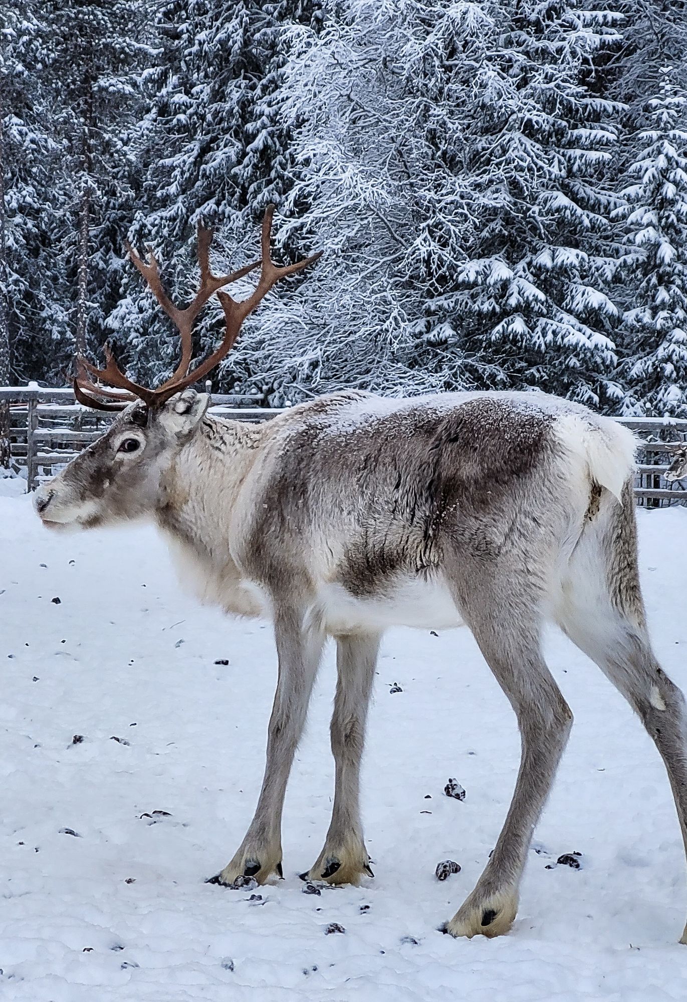 Stuga i Rentjärn Västerbotten – bild 20 av 23