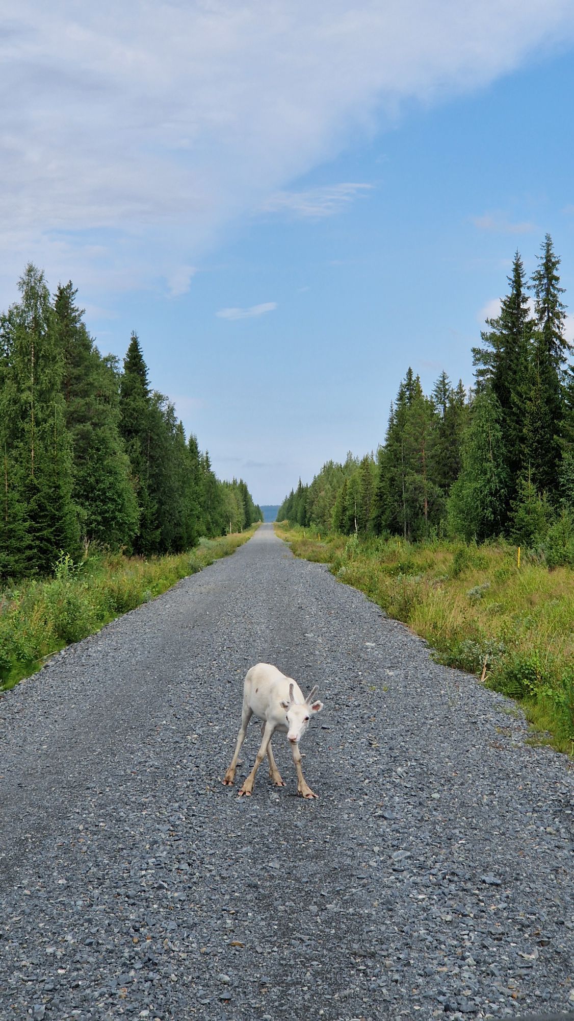 Stuga i Rentjärn Västerbotten – bild 18 av 23