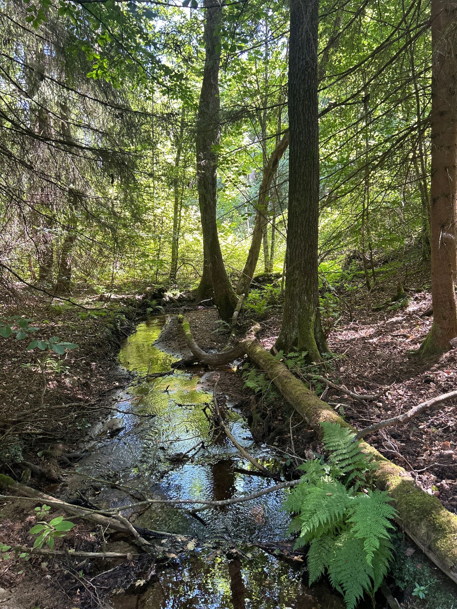 Nyrenoverad stuga mitt skogen, vid Brösarps backar – bild 21 av 24