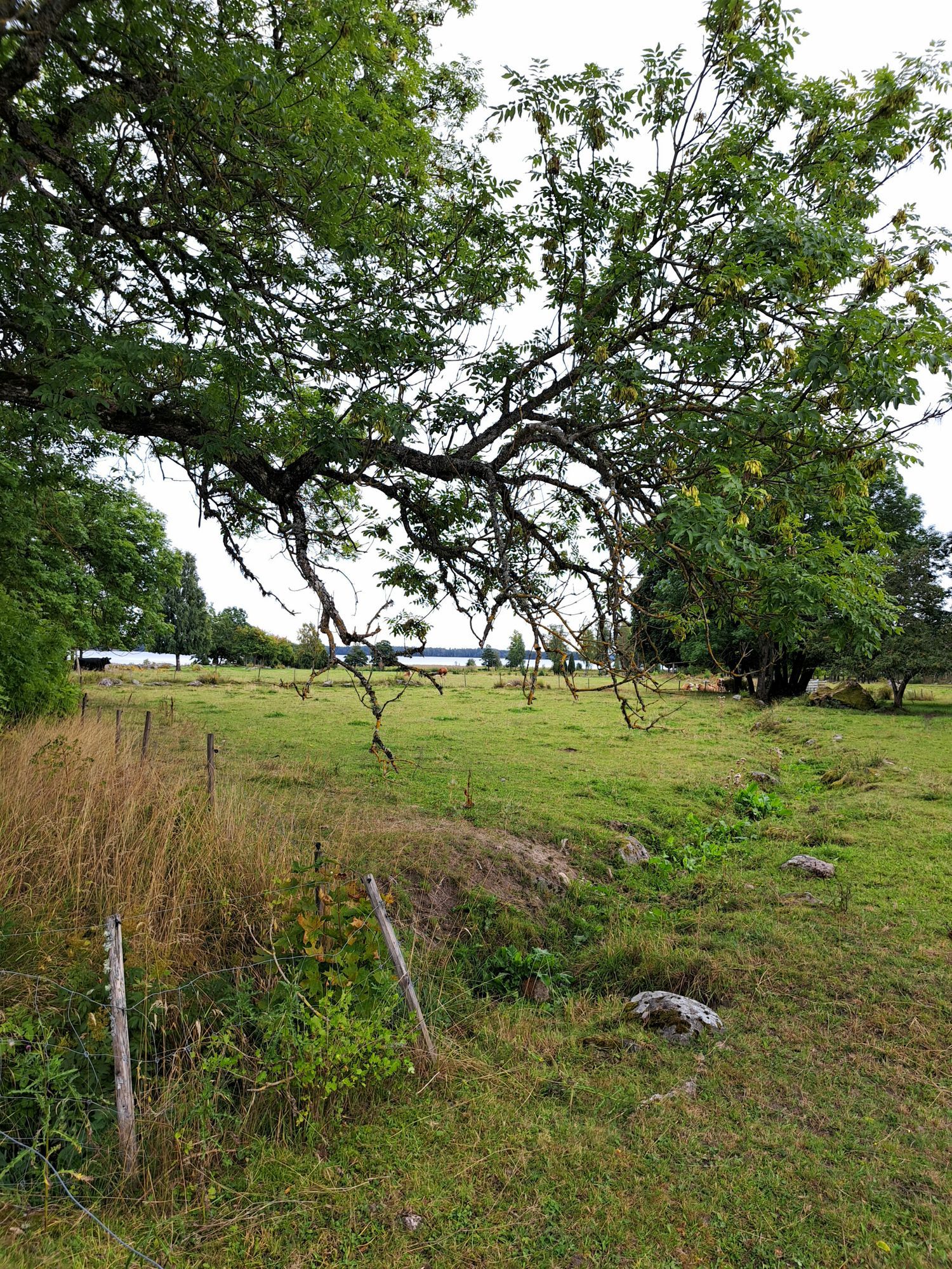 Naturnära sommarstuga i Hedesunda, Gästrikland – bild 2 av 7