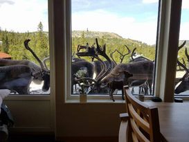 Mountain dwelling in Fjällvilan