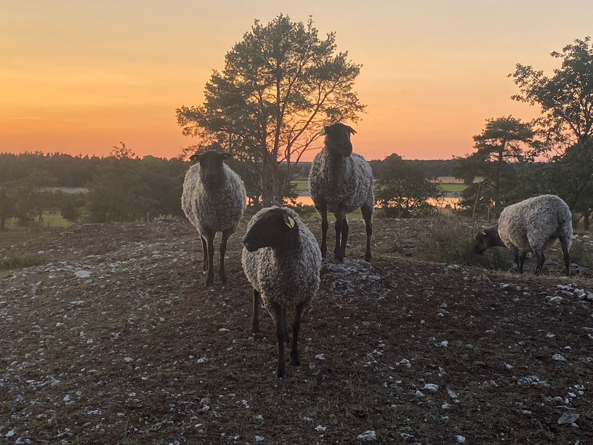 Stuga nära Herta badstrand – bild 8 av 8