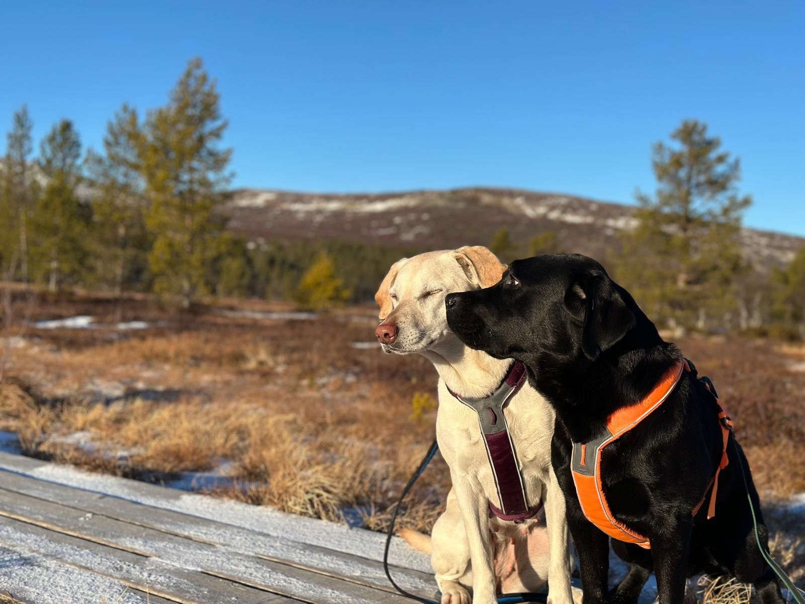Åk Skidor, Vandra, Koppla Av: 50m till skidspår – bild 17 av 24