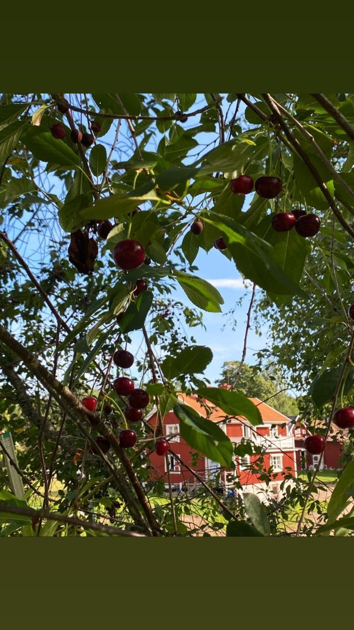 Smultronstället med sjöutsikt i hjärtat av Tiveden – bild 15 av 18