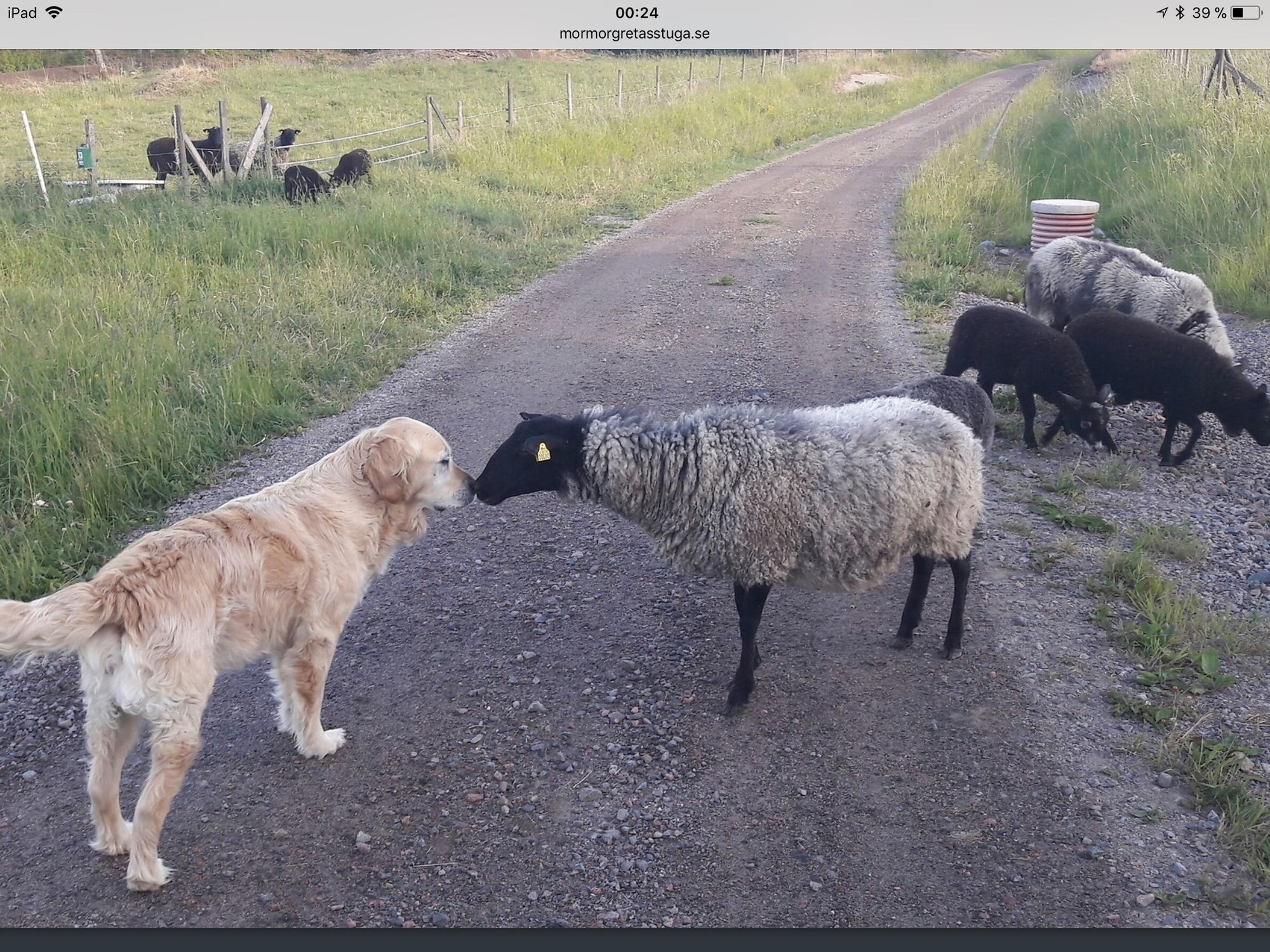 Vår lilla stuga. Hit kan hunden följa med – bild 17 av 22