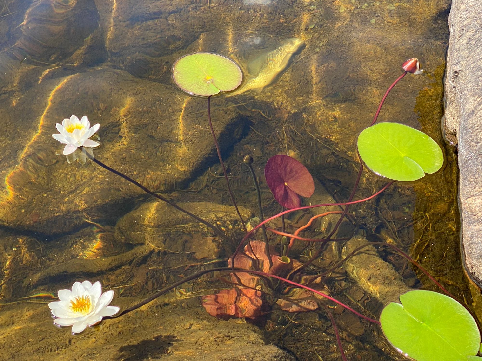Idyllisk sommarstuga mitt i naturen vid sjökanten – bild 17 av 24