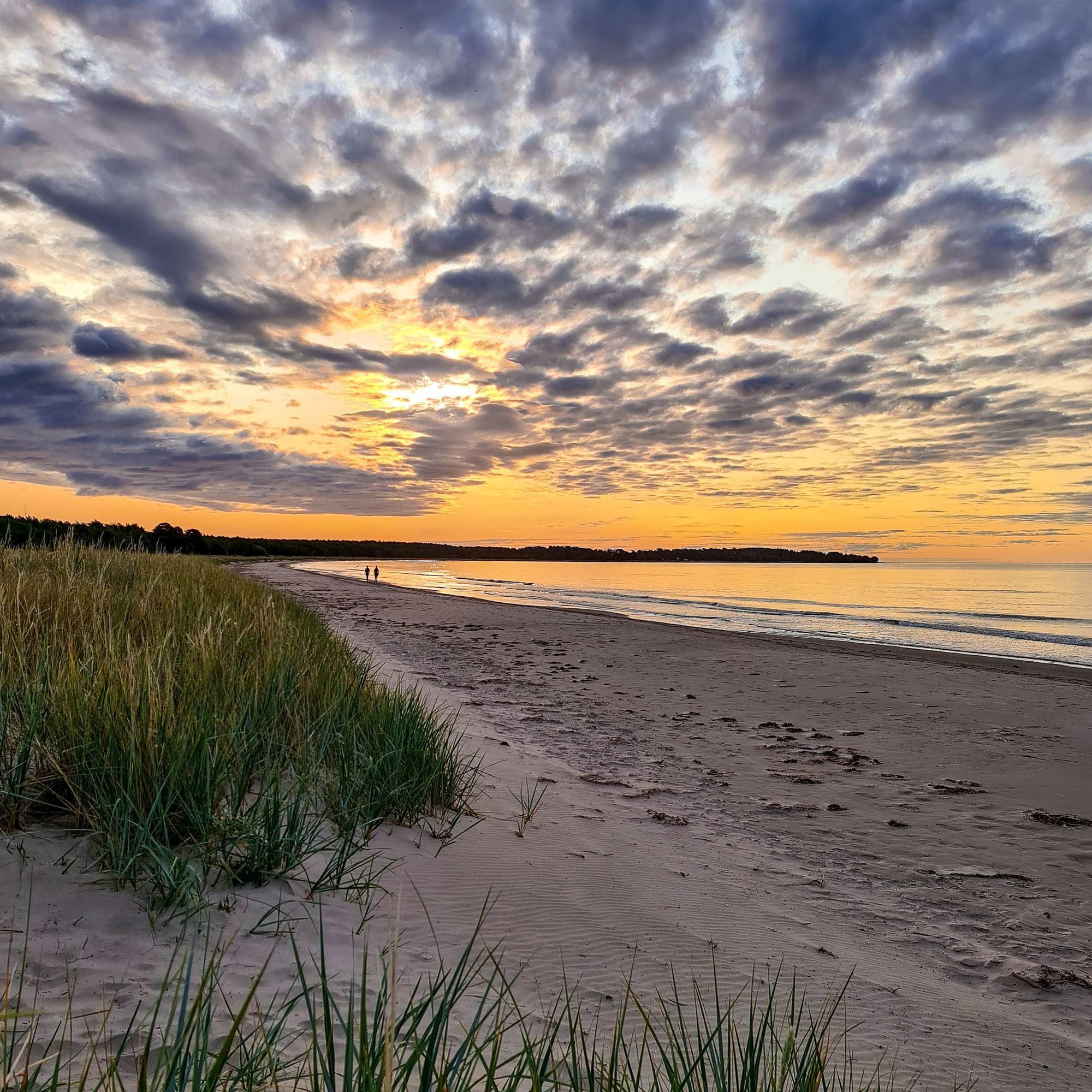 Tofta strand - Gotland – bild 8 av 21
