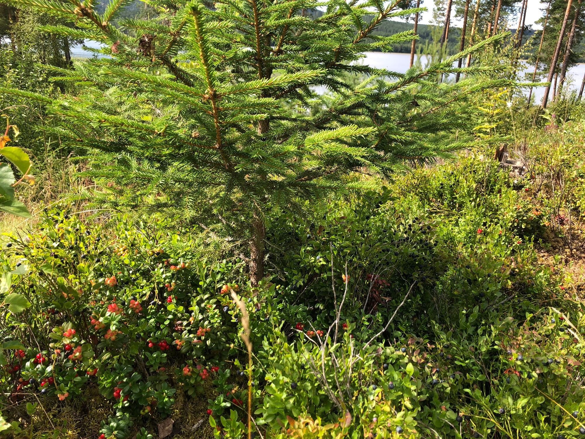 Stuga på strandtomt i Leksand- med roddbåt – bild 24 av 24