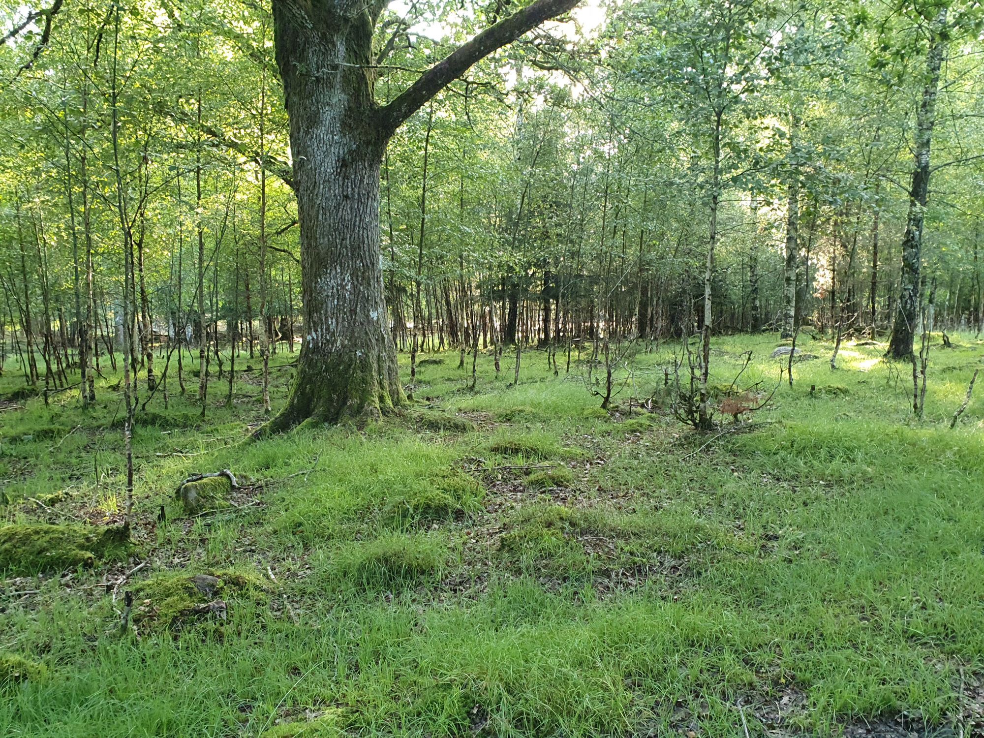 Jaktlodge - Timmerhus – bild 9 av 12