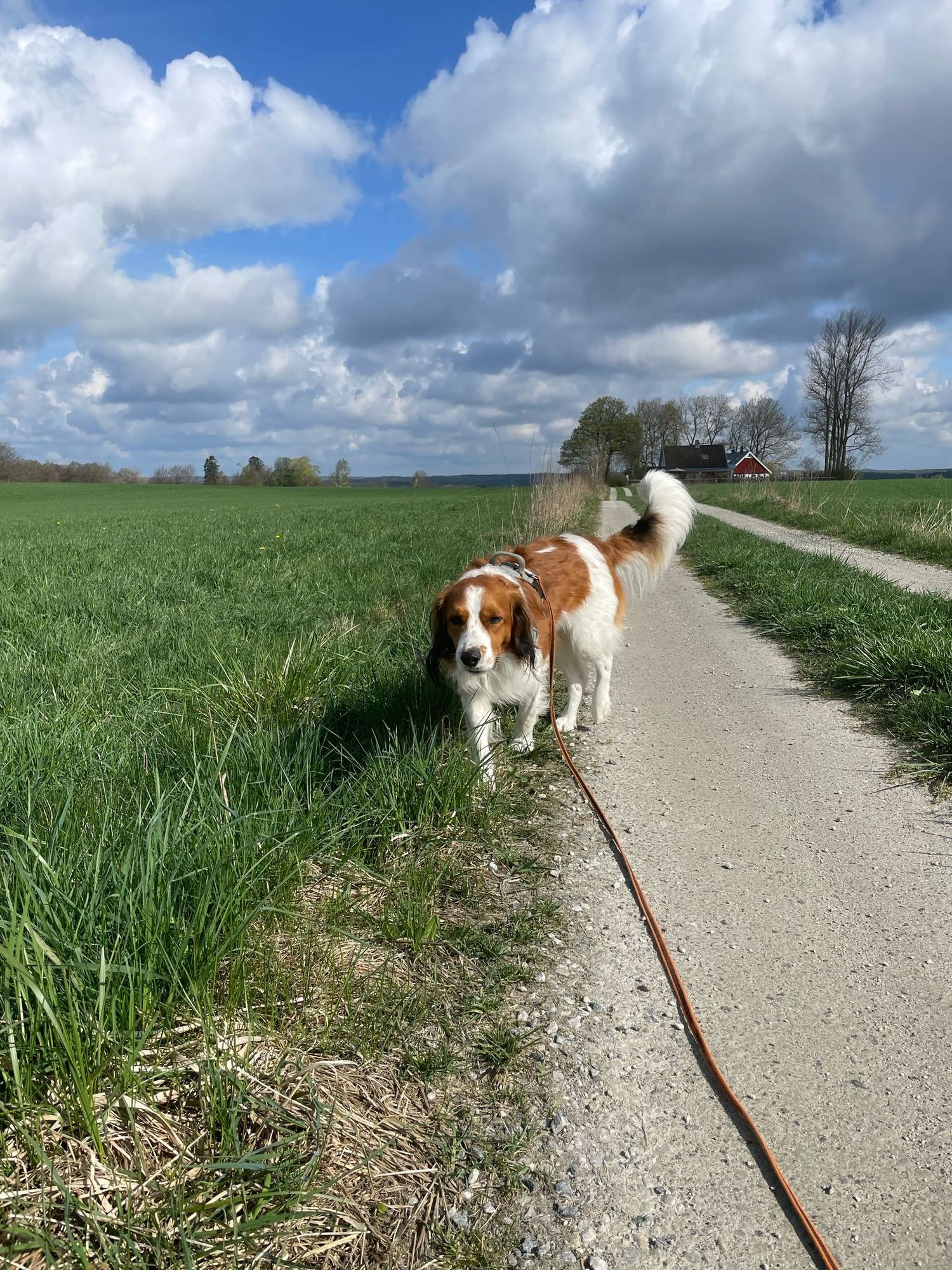 Lodge | Spa | Hundvänligt på Österlen – bild 13 av 24