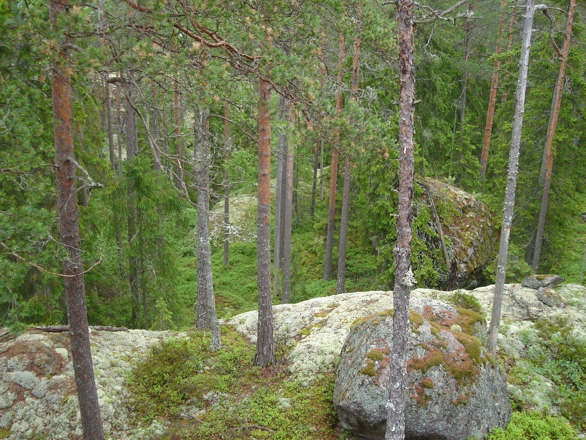 Lilla Rödjorna nära Tivedens National Park – bild 18 av 23