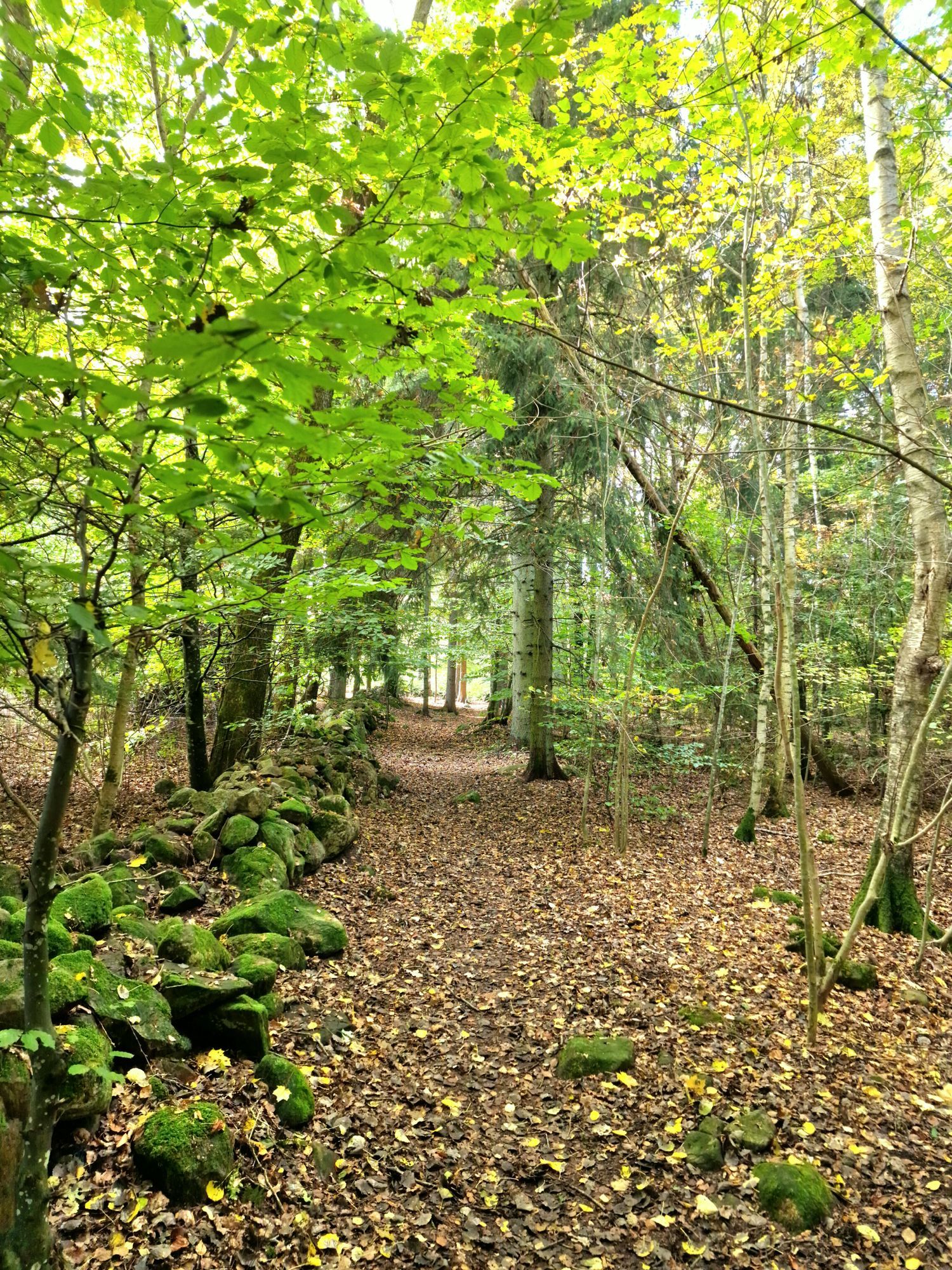 Skogsnära stuga i Ludvigsborg – bild 19 av 23