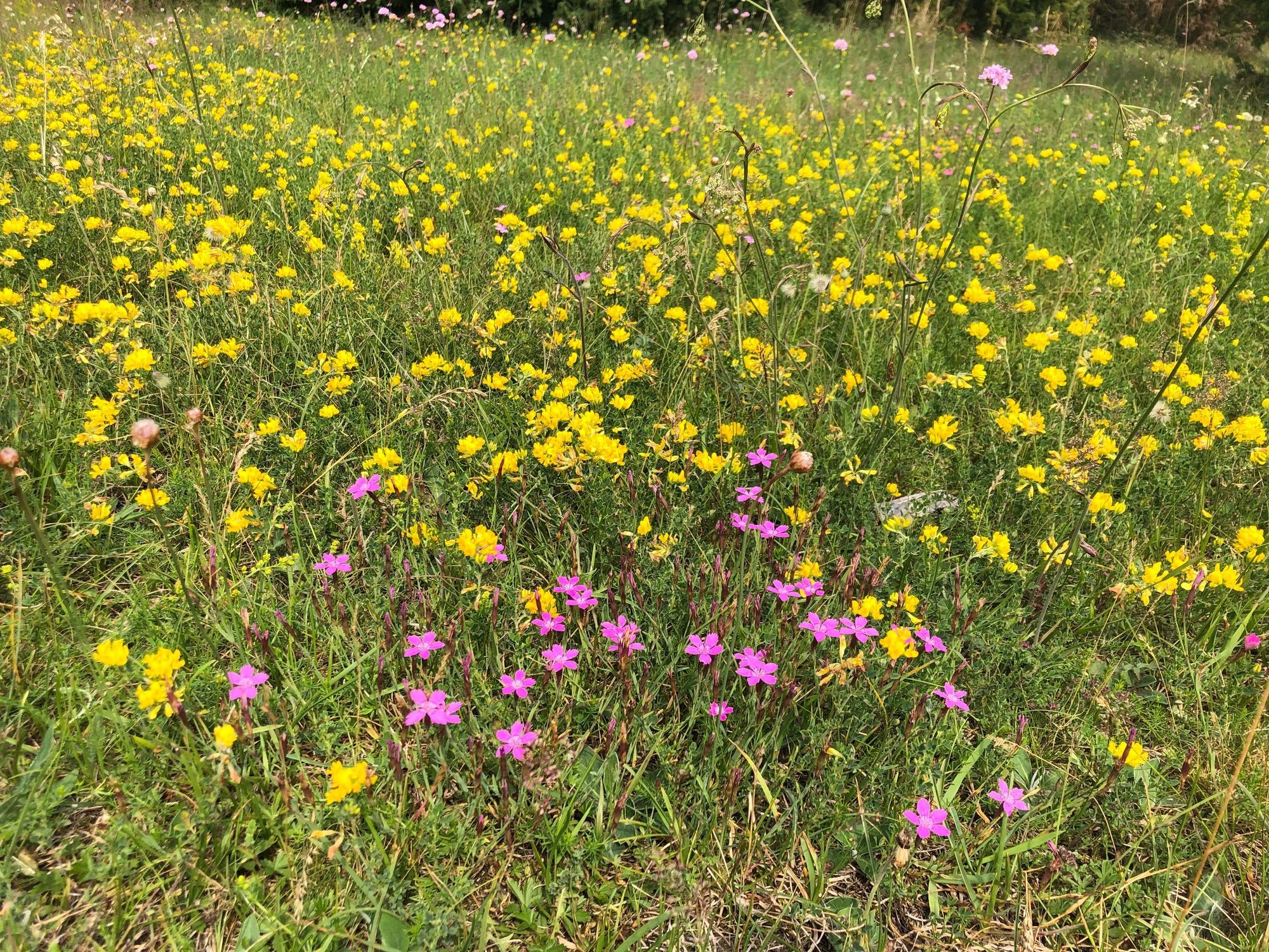 Mysig stuga nära havet i Kesnäs Udde, Norra Öland – bild 22 av 23